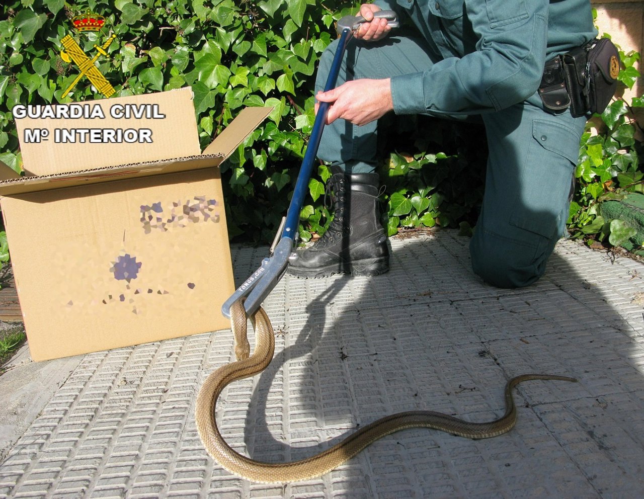 La culebra capturada