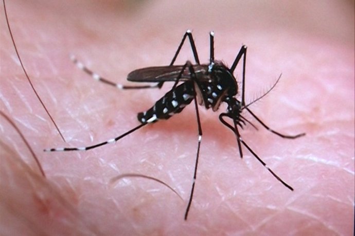 El riesgo por el virus Zika en España es mínimo