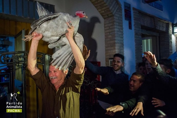 Un hombre muestra una pava, que en 2016 no se ha lanzado desde el campanario.