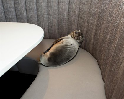 La Historia Del Leon Marino Bebe Que Aparecio En Un Restaurante