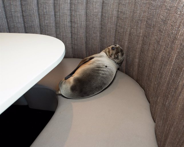León marino encontrado en un restaurante de San Diego