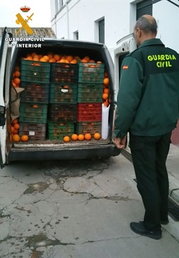 Naranjas recuperadas en Almodóvar del Río (Córdoba)