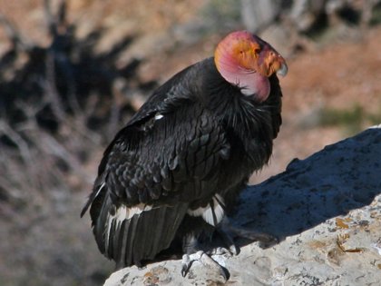 Animales En Peligro De Extincion El Condor De California