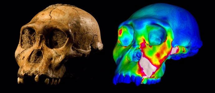  Australopithecus Sediba 