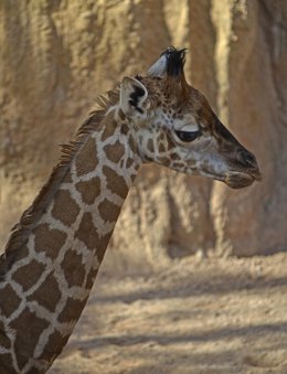Lluna, nombre de la jirafa del Bioparc