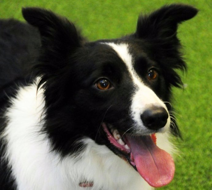 Border collie