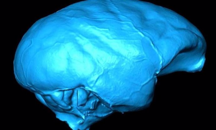 Modelo de ordenador de cerebro de mono