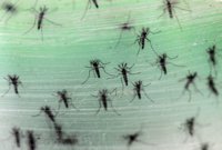 Se duplican los casos del virus Zika en México