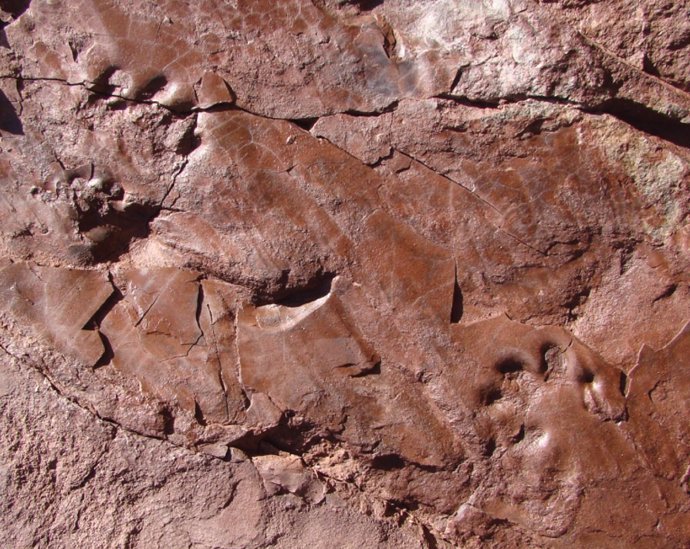Icnita de la Vall de Manyanet asociada a un temnospóndilo
