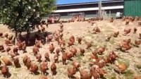 Así es como empieza el día en una granja de gallinas en libertad