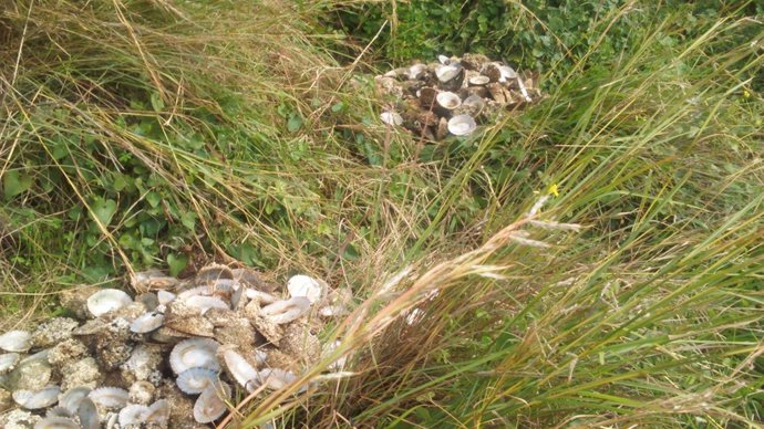 Verdemar denuncia el expolio de lapas protegidas en San Roque