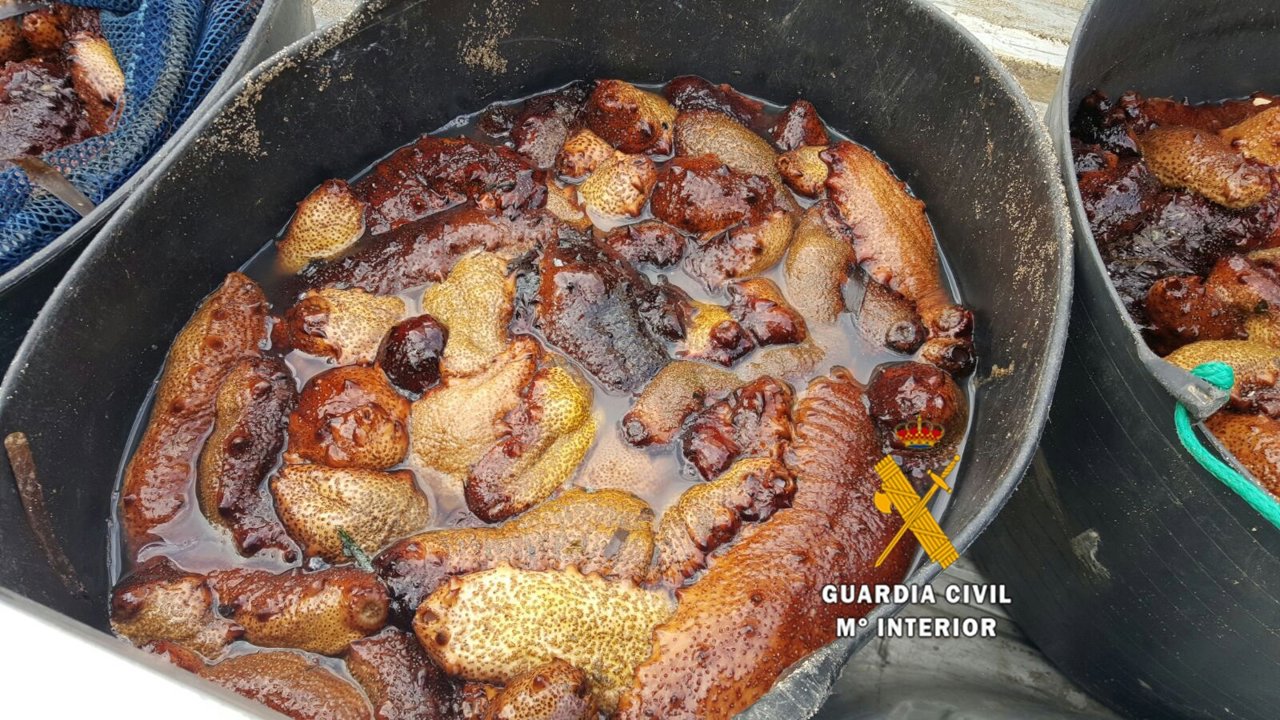 La Guardia Civil interviene 128 de pepinos de mar en Mijas 