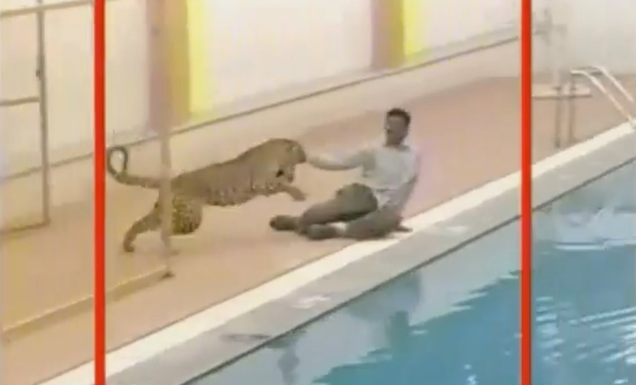 Leopardo se cuela en un colegio y hiere a seis personas