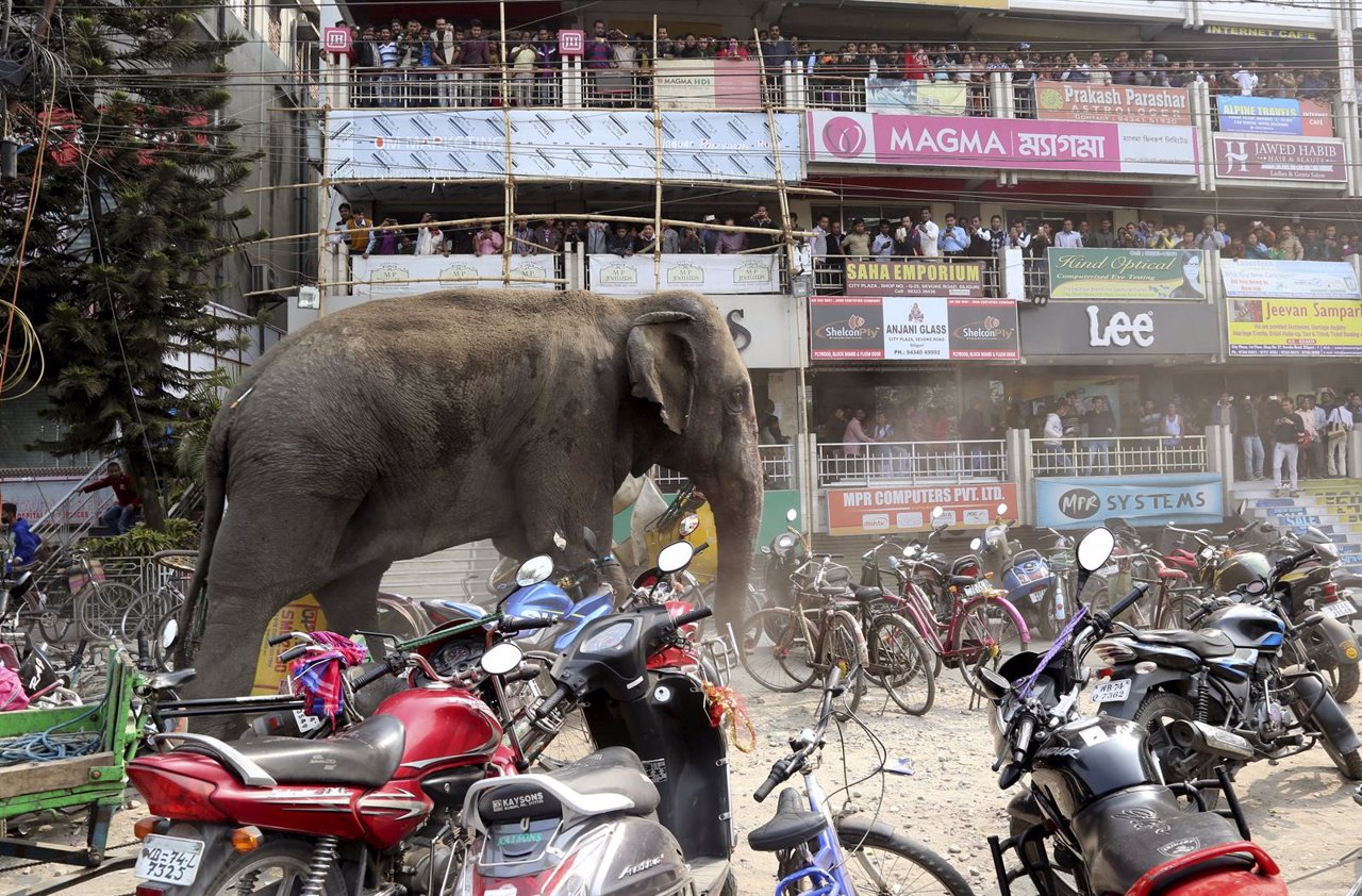 Un elefante irrumpe en la ciudad india de Siliguri