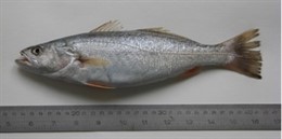 Ejemplar de corvina americana