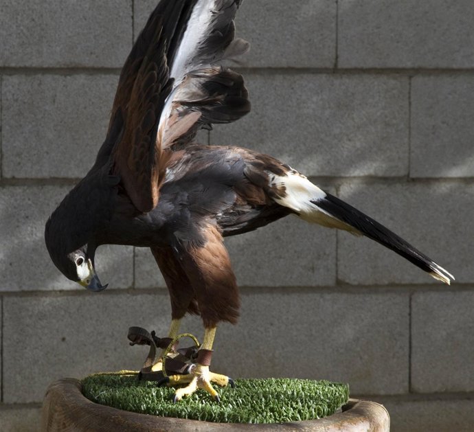 Uno de los animales tratados en el centro