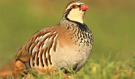 Cooperación y Desarrollo