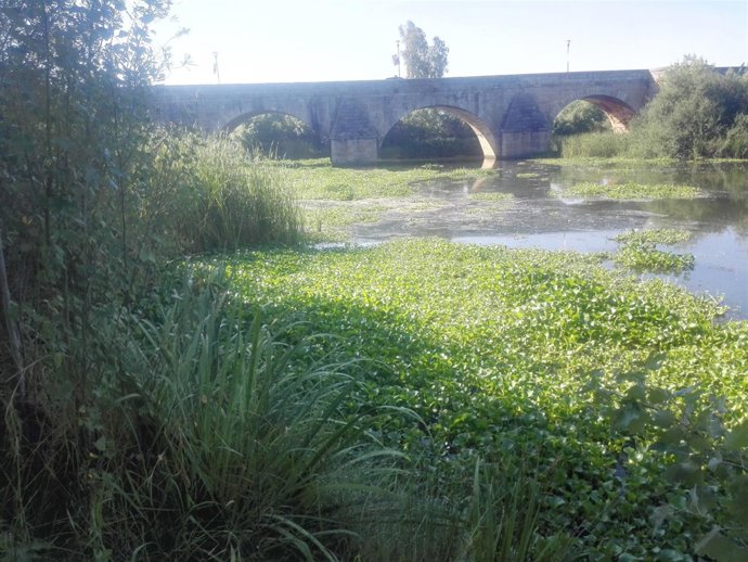 Camalote en el Guadiana