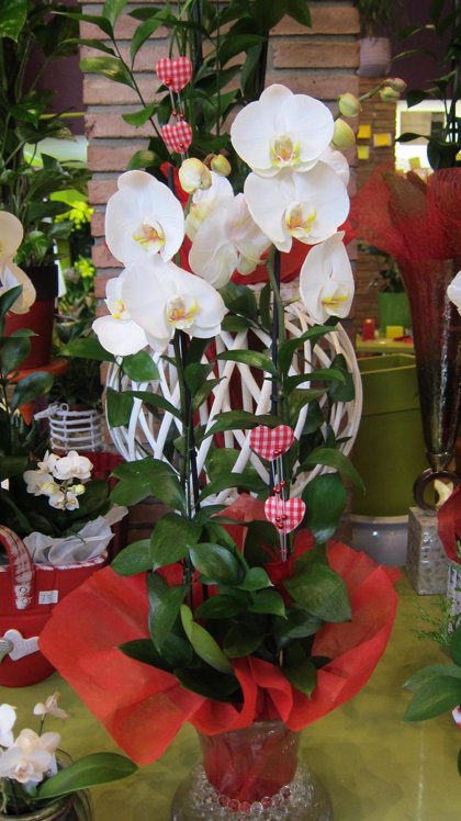 La rosa roja y la orquídea, las flores favoritas en San Valentín