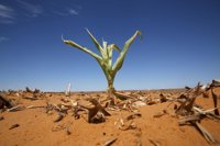 La sequía augura la mayor crisis alimentaria en África del Sur en una década