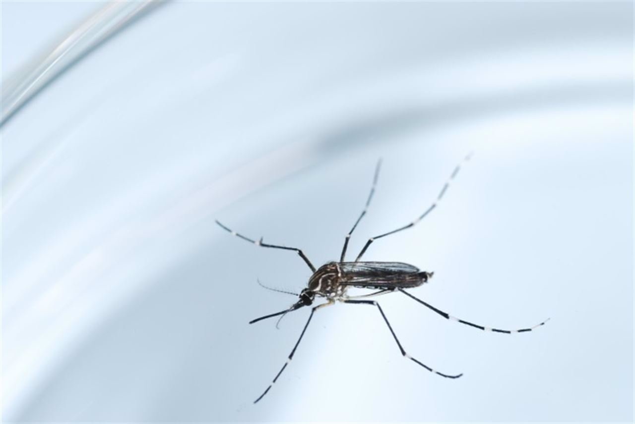China confirma el primer caso importado de zika en el país, un paciente que viaj