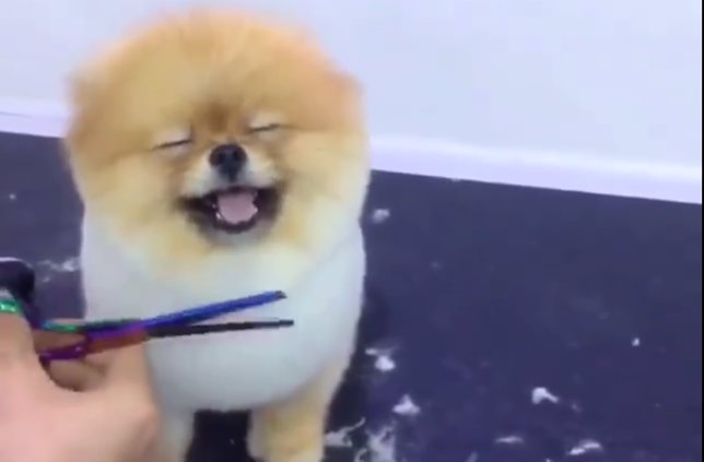 Felicidad de un perro cuando le cortan el pelo