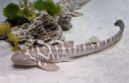 Cría de tiburón cebra Sea Life Benalmádena