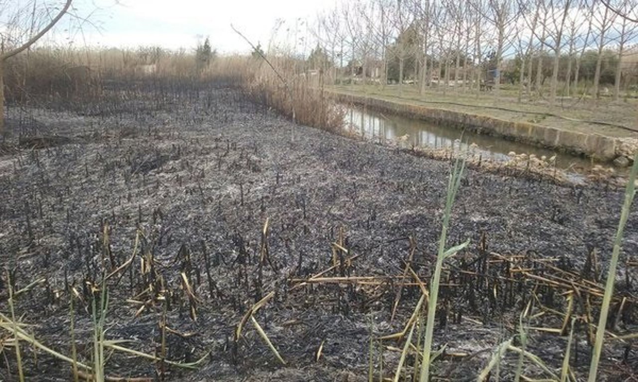 Terreno quemado tras un incendio en s'Albufera