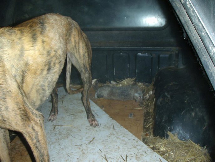 El perro utilizado por los cazadores furtivos