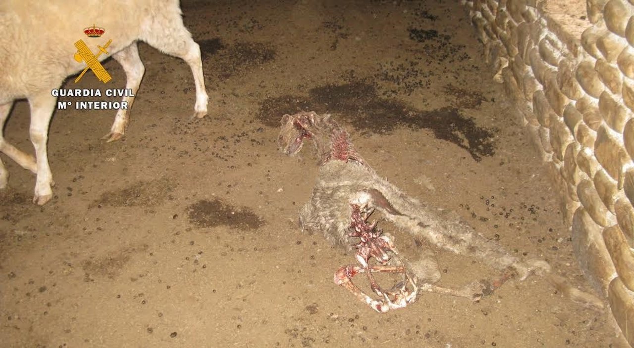 Dentro de la explotación ganadera había varios animales muertos.