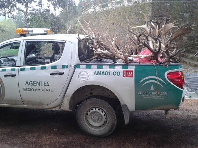 Agentes de Medio Ambiente decomisan los trofeos de caza