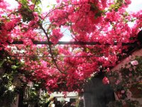 El concejal de Turismo de Córdoba advierte de las quejas por el sistema de pases a patios