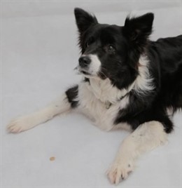 Border Collie durante una prueba de espera de recompensa