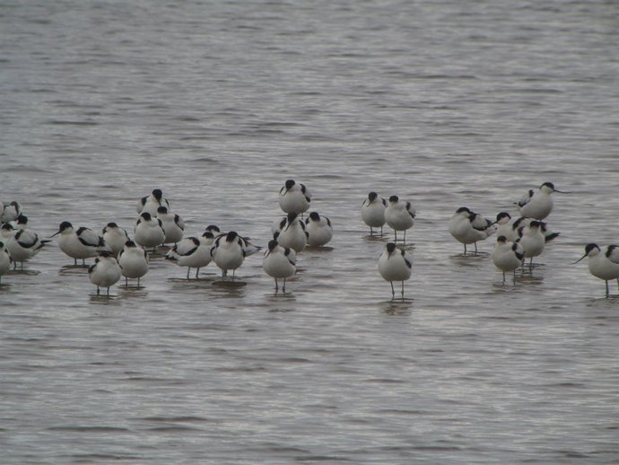 Avocetas en la marisma // Aves // Marisma 