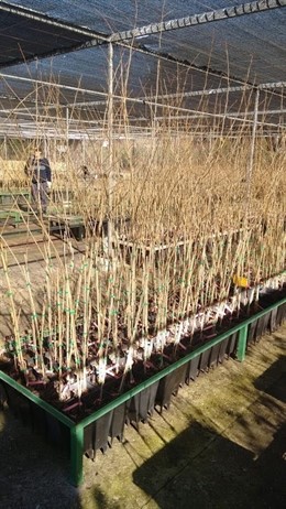 El MAGRAMA dona 300 ejemplares de olmo