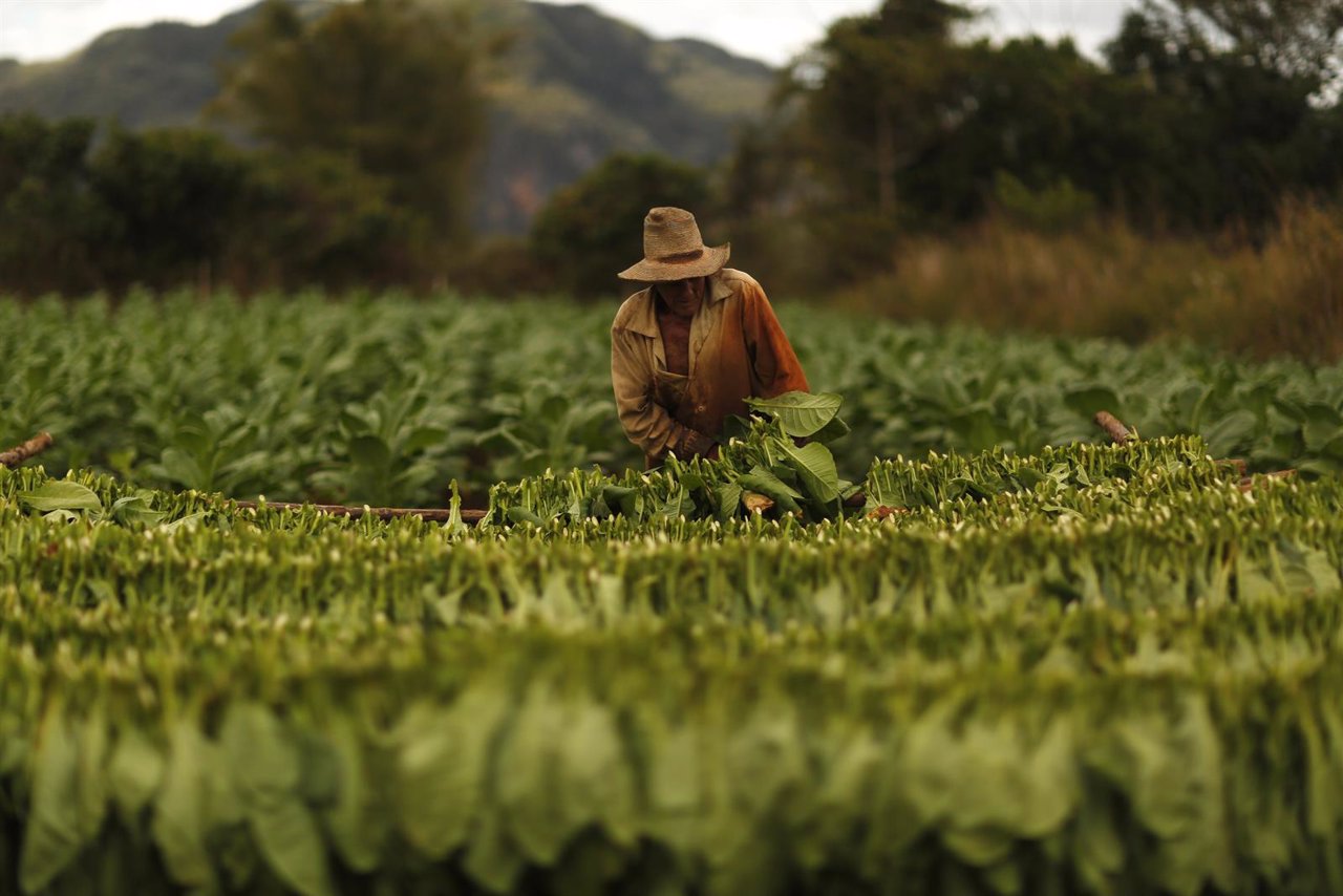 Plantación de tabaco en Cuba