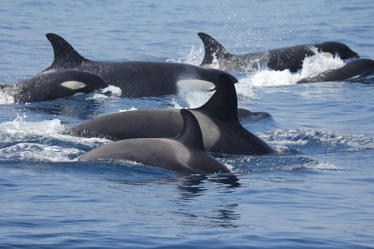 Orcas del Estrecho