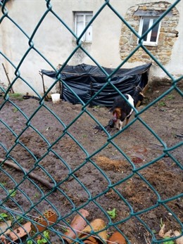 Cabra con cabritillo muerto