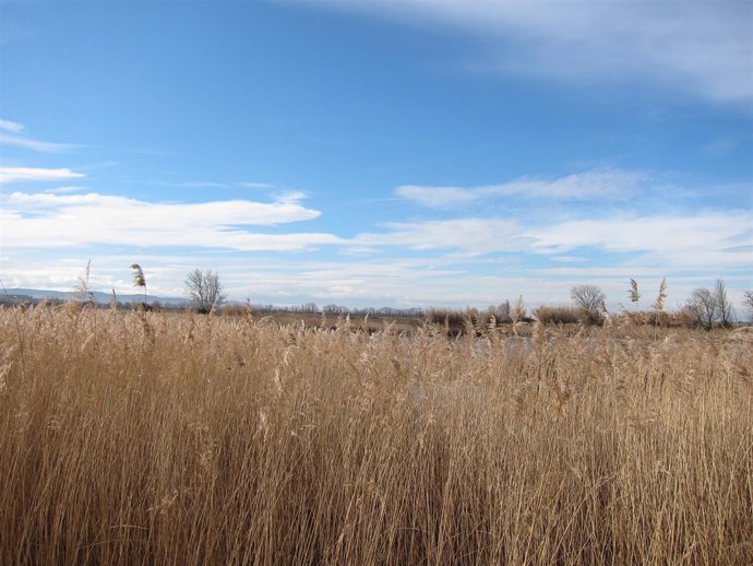 Balsa de Larralde (Garrapinillos), campo, medio ambiente