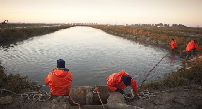 El sector acuícola trabaja en la recuperación de la anguila en Andalucía