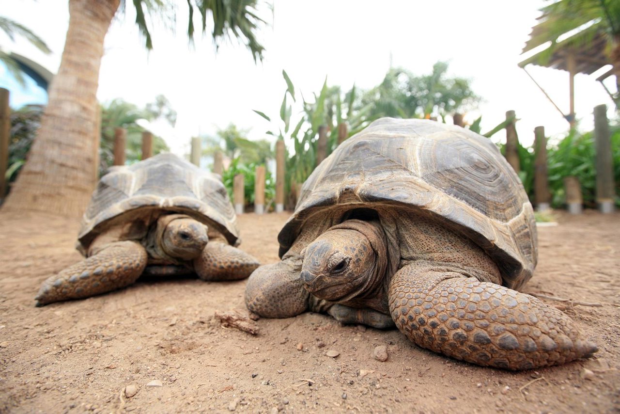 Morla y Darwin, las tortugas de Aldabra del Oceanogràfic 