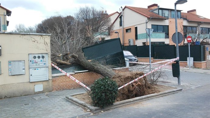 CRONICA 55: LEGANES (Arbol Caido)