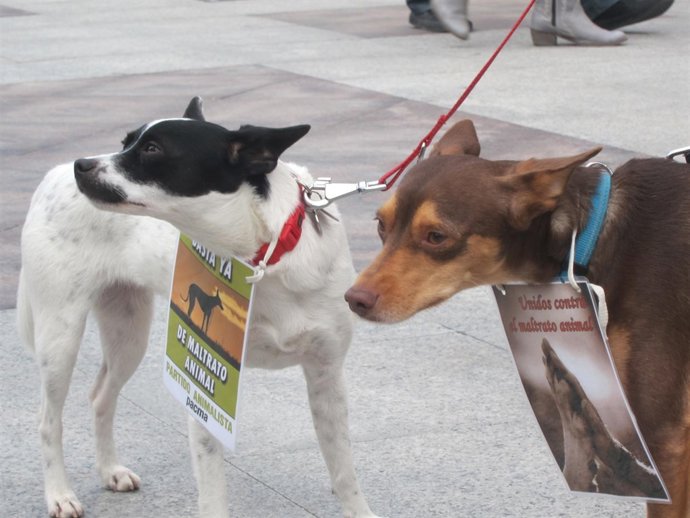 Dos perros en la concentración