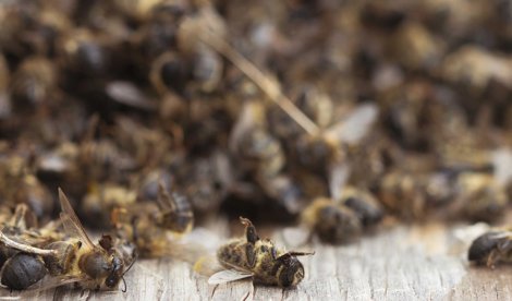 Cooperación y Desarrollo