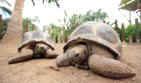 Cooperación y Desarrollo