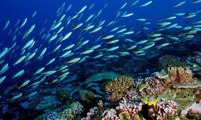 Biodiversidad en torno a un atolón