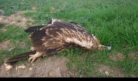 Cooperación y Desarrollo