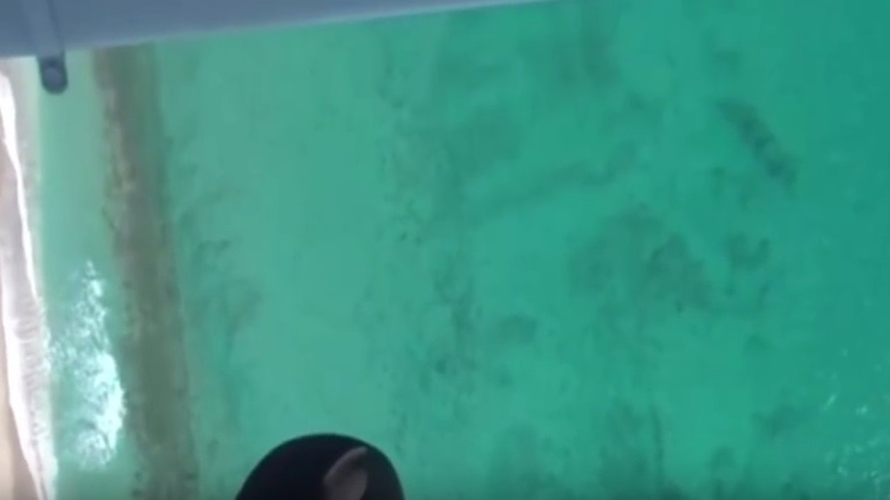 Tiburones nadando en la costa de Florida