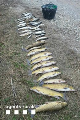 Peces decomisados por los agentes rurales