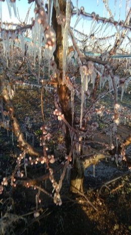 Riego antihelada en una finca de L'Horta de Lleida